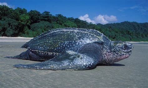 棱皮龜|【動物好朋友】棱皮龜(Leatherback sea turtle)